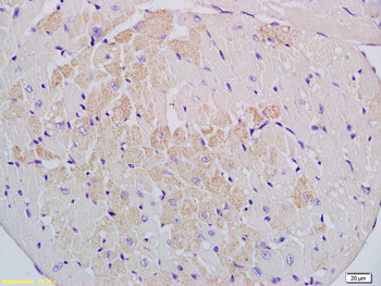 Cyp2J3 Rabbit Polyclonal Antibody