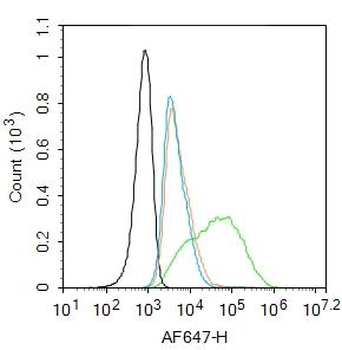 RAGE Rabbit Polyclonal Antibody