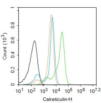 Calreticulin Rabbit Polyclonal Antibody