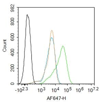 14-3-3 Rabbit Polyclonal Antibody