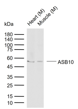 ASB10 Rabbit Polyclonal Antibody