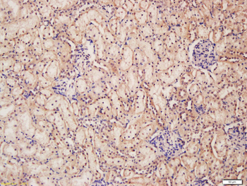 WWP1 Rabbit Polyclonal Antibody