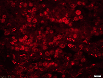 GADD45B Rabbit Polyclonal Antibody