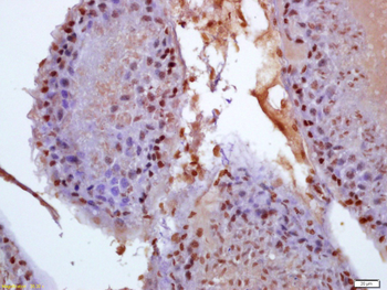 Phospho-BCAR1 (Tyr410) Rabbit Polyclonal Antibody