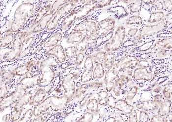 WNT7B Rabbit Polyclonal Antibody