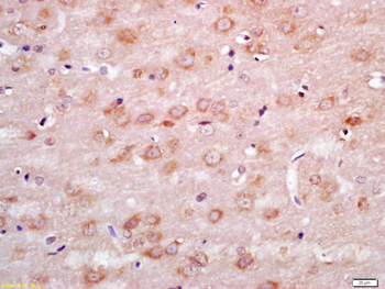 WNT7B Rabbit Polyclonal Antibody