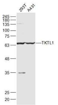 TKTL1 Rabbit Polyclonal Antibody