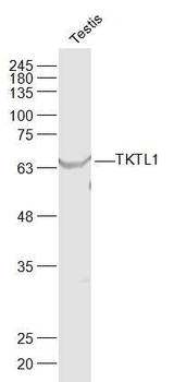 TKTL1 Rabbit Polyclonal Antibody