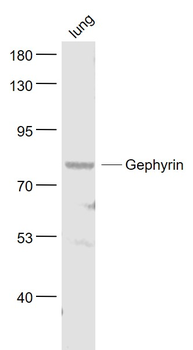 Gephyrin Rabbit Polyclonal Antibody