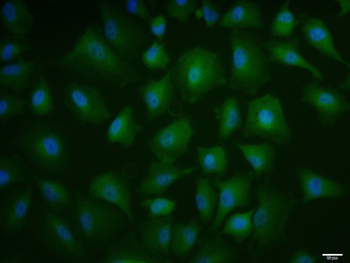 Annexin A1 Rabbit Polyclonal Antibody