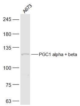 PGC1 alpha + beta Rabbit Polyclonal Antibody