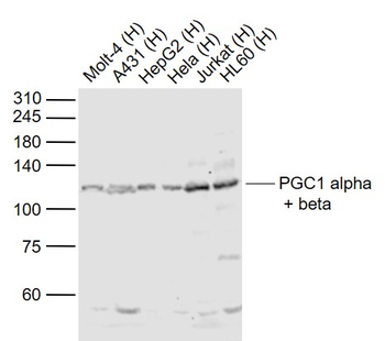 PGC1 alpha + beta Rabbit Polyclonal Antibody