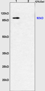 PGC1 alpha + beta Rabbit Polyclonal Antibody