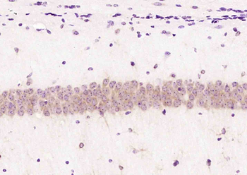 GIG34 Rabbit Polyclonal Antibody