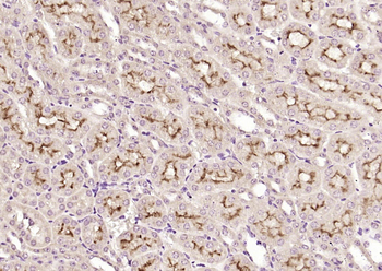 Klotho Rabbit Polyclonal Antibody