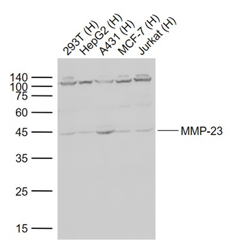 MMP-23 Rabbit Polyclonal Antibody