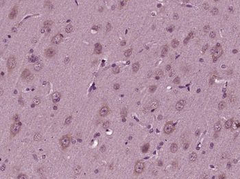 SIRT3 Rabbit Polyclonal Antibody