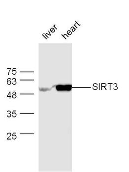SIRT3 Rabbit Polyclonal Antibody