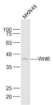 Wnt6 Rabbit Polyclonal Antibody
