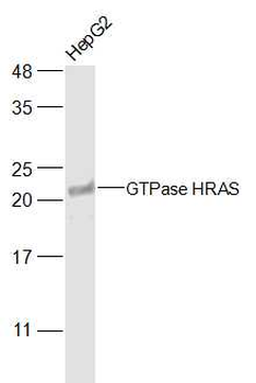 GTPase HRAS Rabbit Polyclonal Antibody