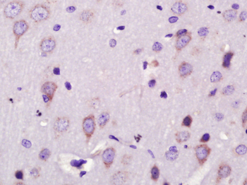 NRG3 Rabbit Polyclonal Antibody