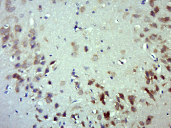 NRG3 Rabbit Polyclonal Antibody