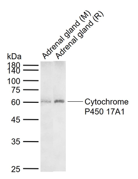 Cytochrome P450 17A1 Rabbit Polyclonal Antibody