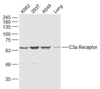 C3a Receptor Rabbit Polyclonal Antibody