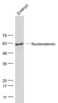 Nucleostemin Rabbit Polyclonal Antibody