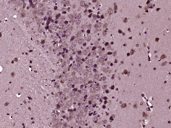 DDIT4L Rabbit Polyclonal Antibody