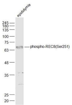 Phospho-REC8 (Ser251) Rabbit Polyclonal Antibody