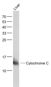 Apoptosis Research Antibody Assembly kit(bcl-2, bax, Caspase-3, Caspase-9, Cytochrome C)