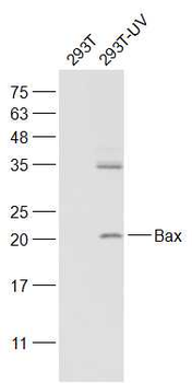 Apoptosis Research Antibody Assembly kit(bcl-2, bax, Caspase-3, Caspase-9, Cytochrome C)
