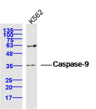 Apoptosis Research Antibody Assembly kit(bcl-2, bax, Caspase-3, Caspase-9, Cytochrome C)