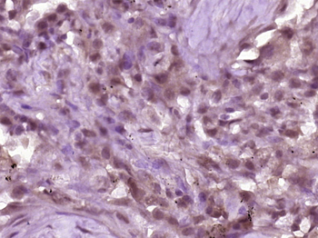 VAV3 Rabbit Polyclonal Antibody
