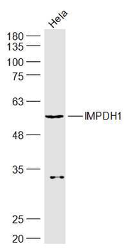 IMPDH1 Rabbit Polyclonal Antibody