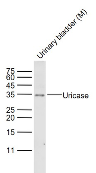 Uricase Rabbit Polyclonal Antibody