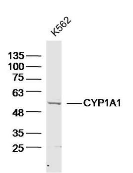CYP1A1 Rabbit Polyclonal Antibody