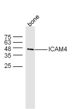 ICAM4 Rabbit Polyclonal Antibody
