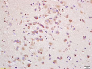 EIF2C Rabbit Polyclonal Antibody