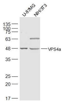 VPS4a Rabbit Polyclonal Antibody