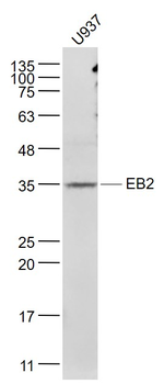 EB2 Rabbit Polyclonal Antibody