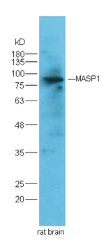 MASP1/MASP3 Rabbit Polyclonal Antibody