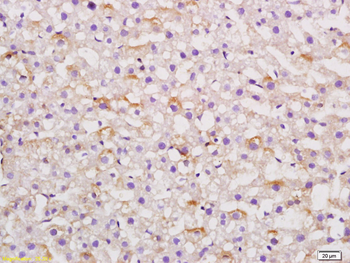 Angiotensinogen Mouse Polyclonal Antibody
