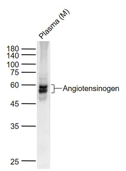 Angiotensin I Rabbit Polyclonal Antibody