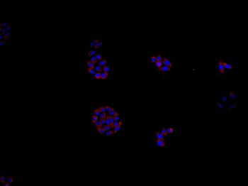 RAB4 Rabbit Polyclonal Antibody