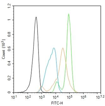NET1 Rabbit Polyclonal Antibody