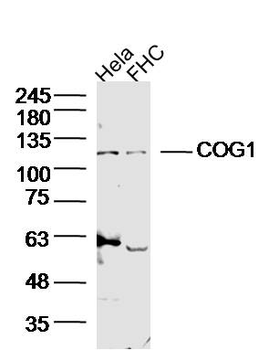 COG1 Rabbit Polyclonal Antibody