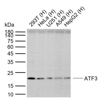 ATF3 Rabbit Polyclonal Antibody