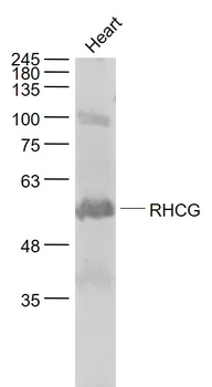 RHCG Rabbit Polyclonal Antibody